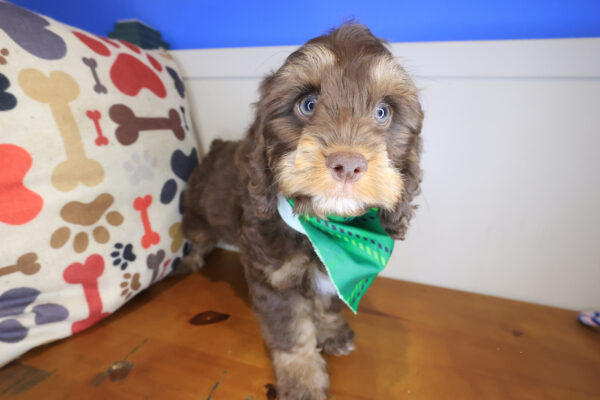 Kingsley Cockapoo 01