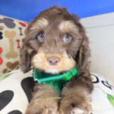 Kingsley Cockapoo 02