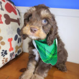 Kingsley Cockapoo 03