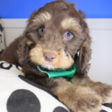 Kingsley Cockapoo 04