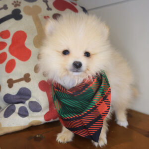 Kirby Pomeranian 01 Kirby Pomeranian 01