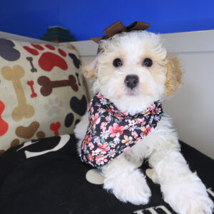 Kymberli Poodle 01 Kymberli Poodle 01