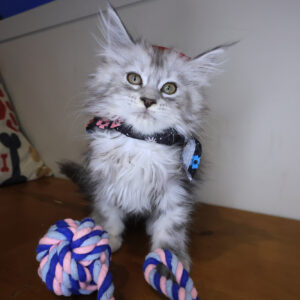 Leila Maine Coon 01 Leila Maine Coon 01