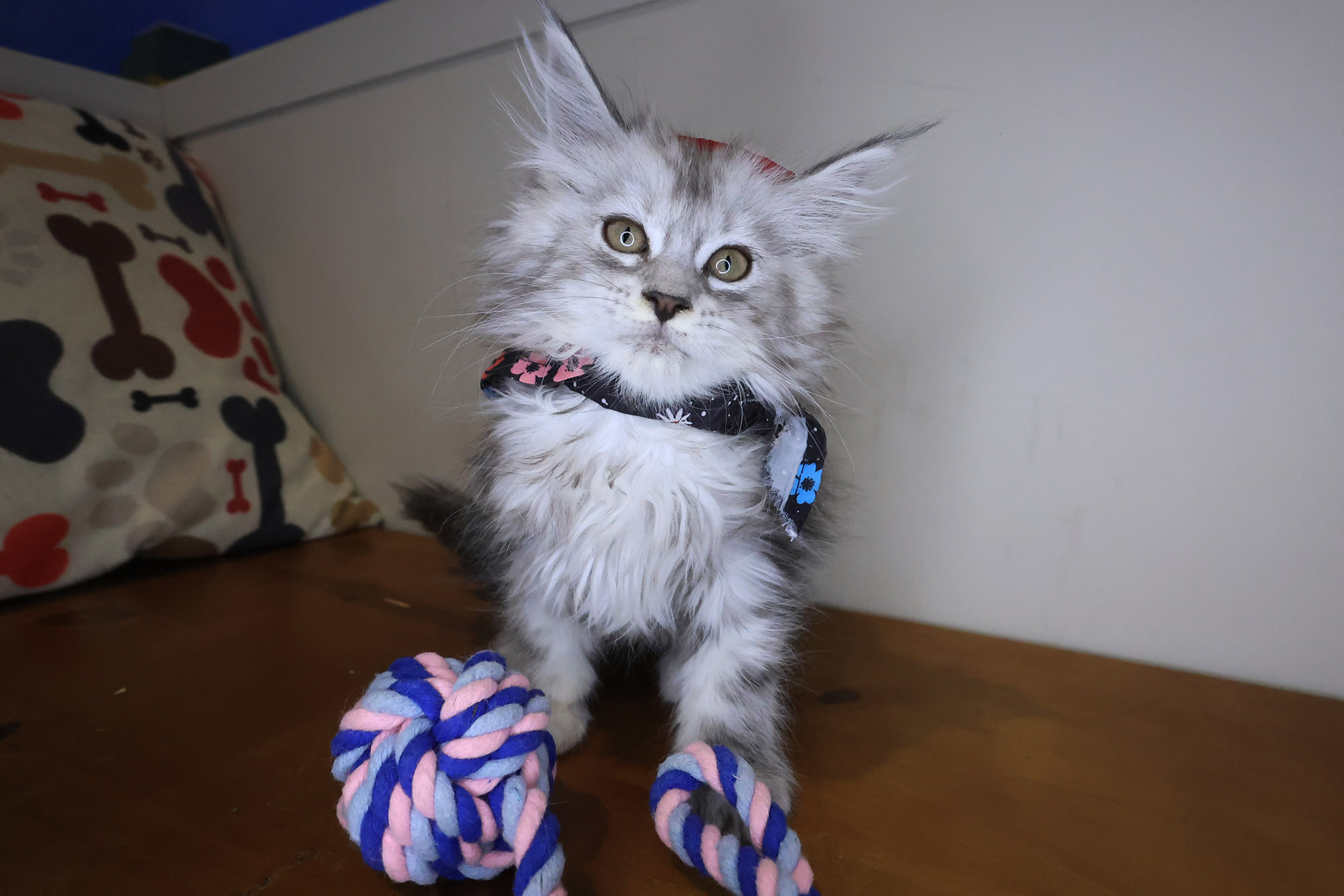 Leila