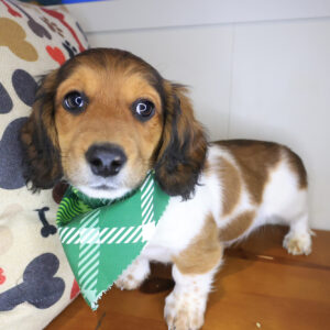 Leroy Dachshund 01 Leroy Dachshund 01