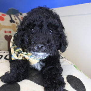 Levi Goldendoodle 01 Levi Goldendoodle 01