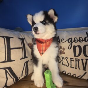 Luis Siberian Husky 01 Luis Siberian Husky 01