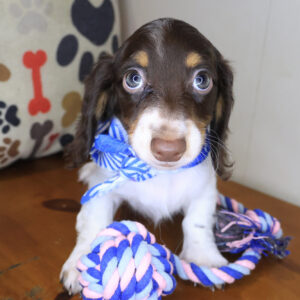 Mac Dachshund 01 Mac Dachshund 01