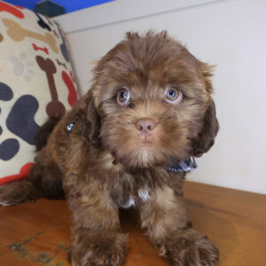 Meadow Shihpoo 01 Meadow Shihpoo 01