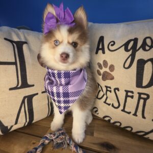 Merlot Pomsky 01 Merlot Pomsky 01