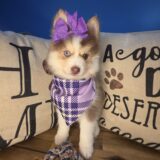 Merlot Pomsky 04