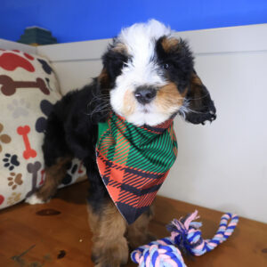 Milky Bernedoodle 01 Milky Bernedoodle 01