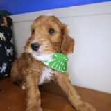 Milky Goldendoodle 02