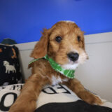 Milky Goldendoodle 03