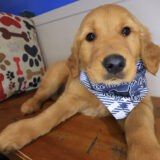 Miller Golden Retriever 01