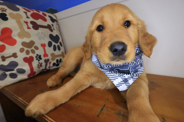 Miller Golden Retriever 01