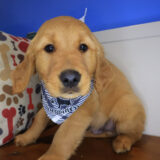 Miller Golden Retriever 03