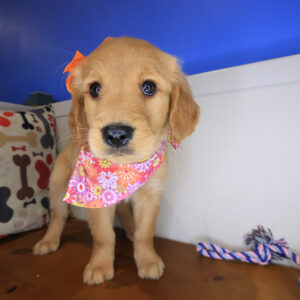 Milner Golden Retriever 01 Milner Golden Retriever 01