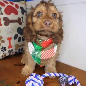 Moby Cockapoo 01 Moby Cockapoo 01