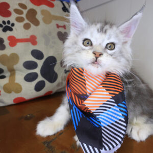 Mochi Maine Coon 01 Mochi Maine Coon 01