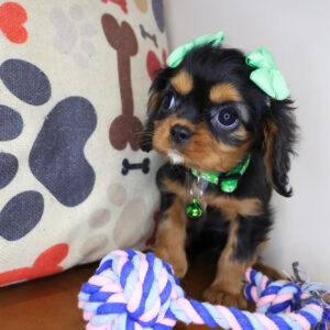 Mrs. Sprinkles Cavalier King Charles Spaniel 01 Mrs. Sprinkles Cavalier King Charles Spaniel 01