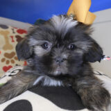 Nimue Shih Tzu 01