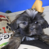 Nimue Shih Tzu 02