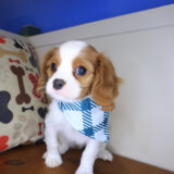 Onyx Cavalier King Charles Spaniel 02