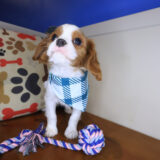 Onyx Cavalier King Charles Spaniel 03