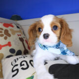 Onyx Cavalier King Charles Spaniel 04