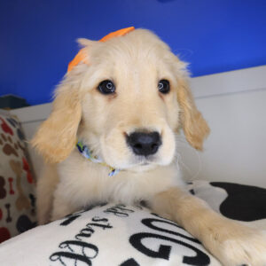 Oprah Golden Retriever 01