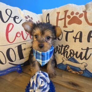 Oranjemund Yorkiepoo 01