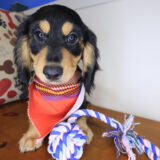 Pancake Dachshund 01