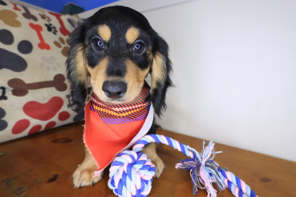 Pancake Dachshund 01