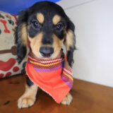 Pancake Dachshund 03