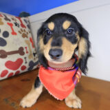 Pancake Dachshund 04