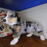 Pancake Pembroke Welsh Corgi 02