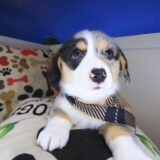 Pancake Pembroke Welsh Corgi 04