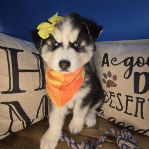 Paris Siberian Husky 01 Paris Siberian Husky 01