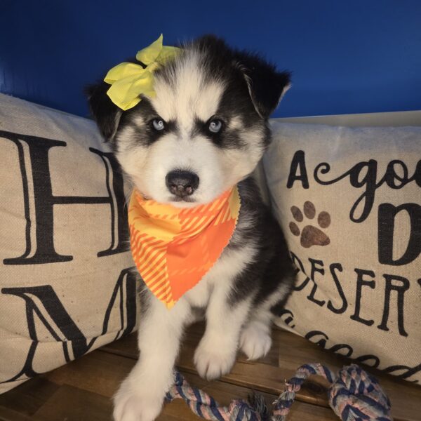 Paris Siberian Husky 01