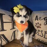 Paris Siberian Husky 02