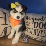 Paris Siberian Husky 03