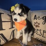 Paris Siberian Husky 04