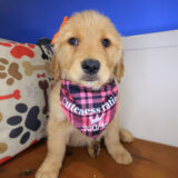 Pepper Golden Retriever 01