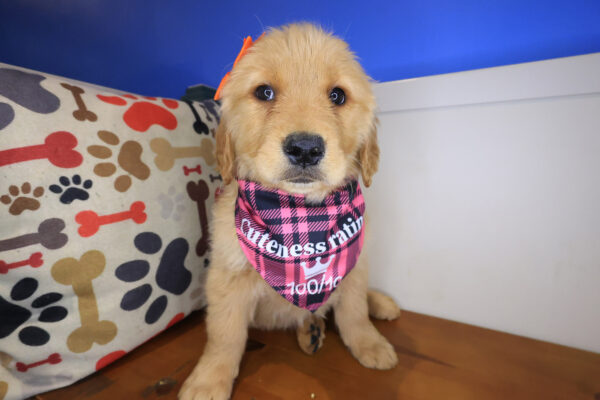 Pepper Golden Retriever 01