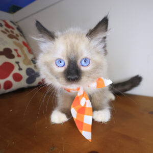 Pepper Ragdoll 01 Pepper Ragdoll 01