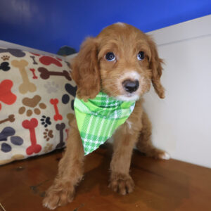 Persimmon Bernedoodle 01 Persimmon Bernedoodle 01