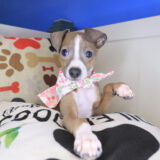 Petunia Italian Greyhound 01