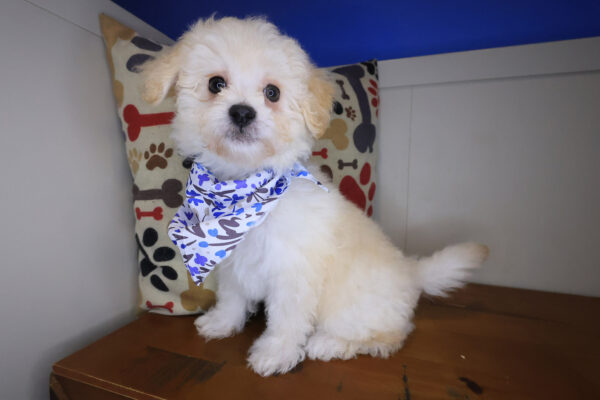 Pexcy Maltipoo 01