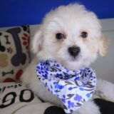 Pexcy Maltipoo 02